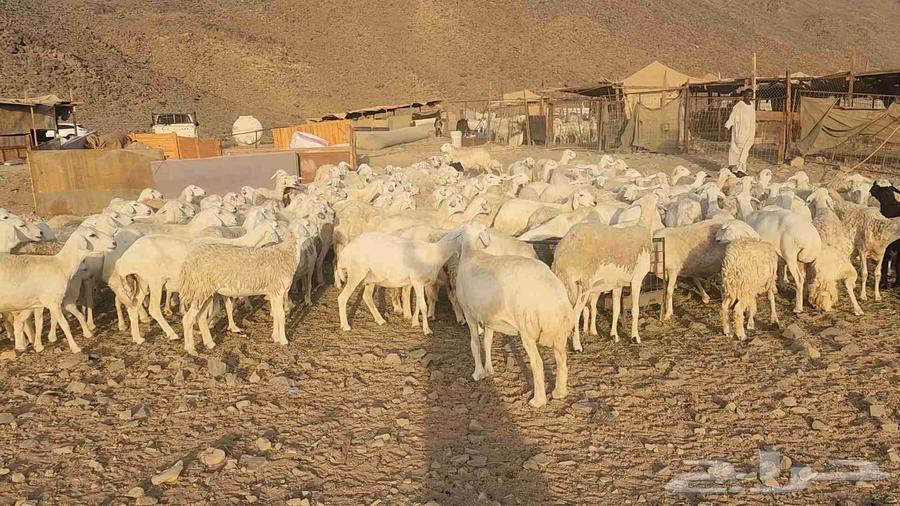 Sheep farm mostly young rams and lambs with ewes and rams available64446616673027110