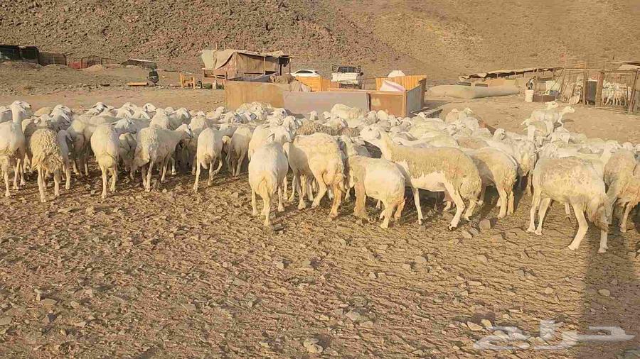 Sheep farm mostly young rams and lambs with ewes and rams available64446616673027111