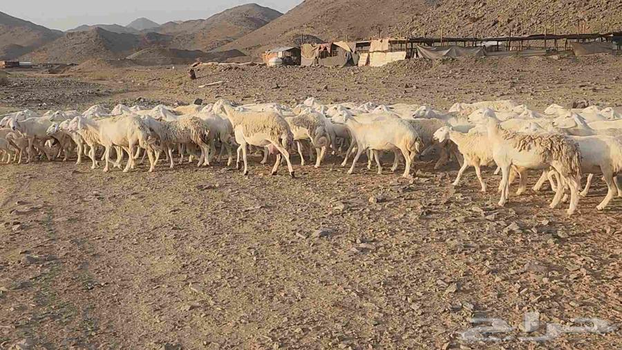 Sheep farm mostly young rams and lambs with ewes and rams available64446616673027113