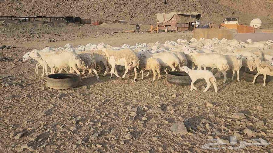 Sheep farm mostly young rams and lambs with ewes and rams available64446616673027112