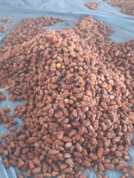 تمر صفري حبه وسط الغالبيه وصغار اللون اشعل64447891244929111