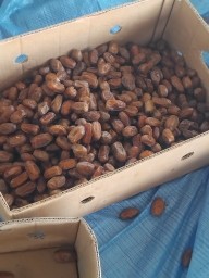 تمر صفري حبه وسط الغالبيه وصغار اللون اشعل64447891244929110