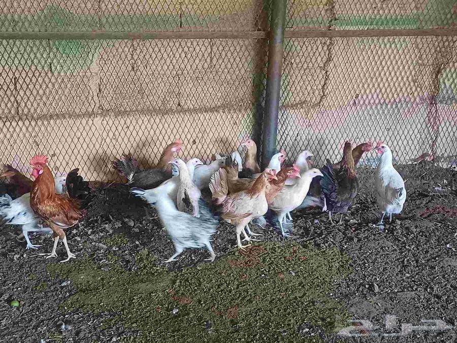 10 حبيت دجاج بلدي بيض و 10 حبيت دجاج بلدي بشاير64446812882179113