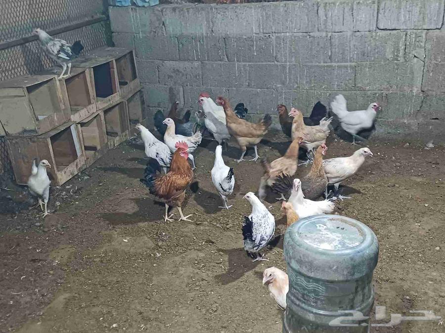 10 حبيت دجاج بلدي بيض و 10 حبيت دجاج بلدي بشاير64446812882179110