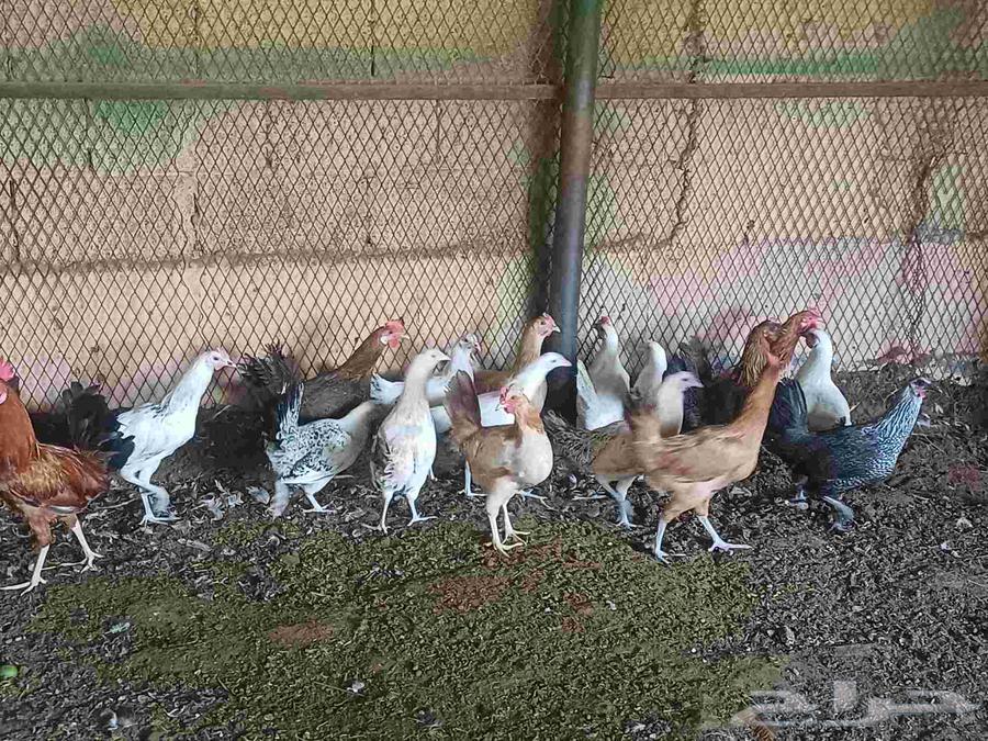 10 حبيت دجاج بلدي بيض و 10 حبيت دجاج بلدي بشاير64446812882179111