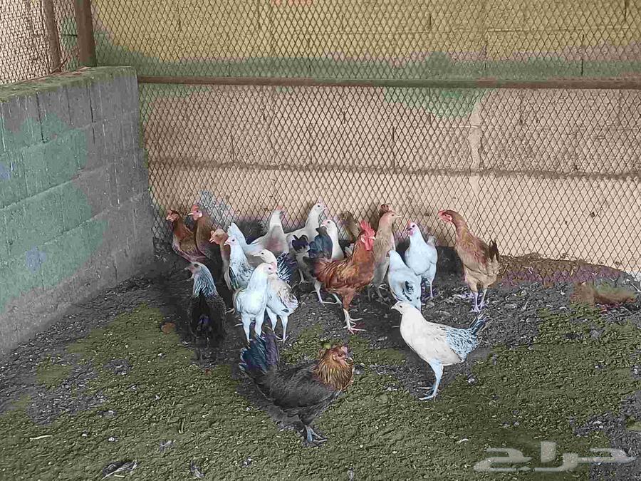 10 حبيت دجاج بلدي بيض و 10 حبيت دجاج بلدي بشاير64446812882179112
