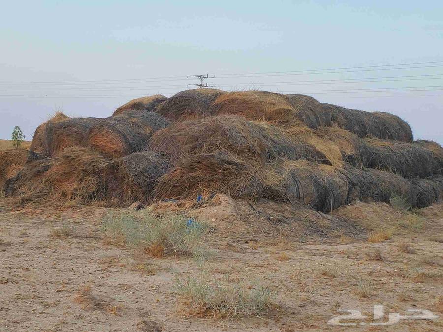 بلوبانك قديم جاه المطر عامين شد قوي للبيع64447349302018110
