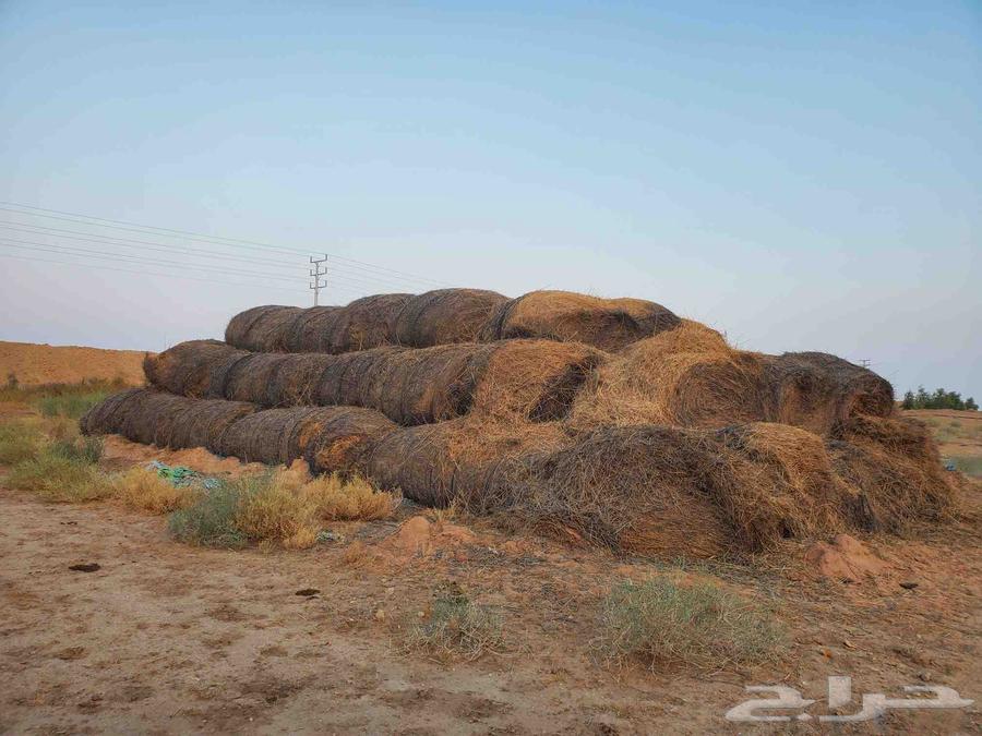 بلوبانك قديم جاه المطر عامين شد قوي للبيع64447349302018111