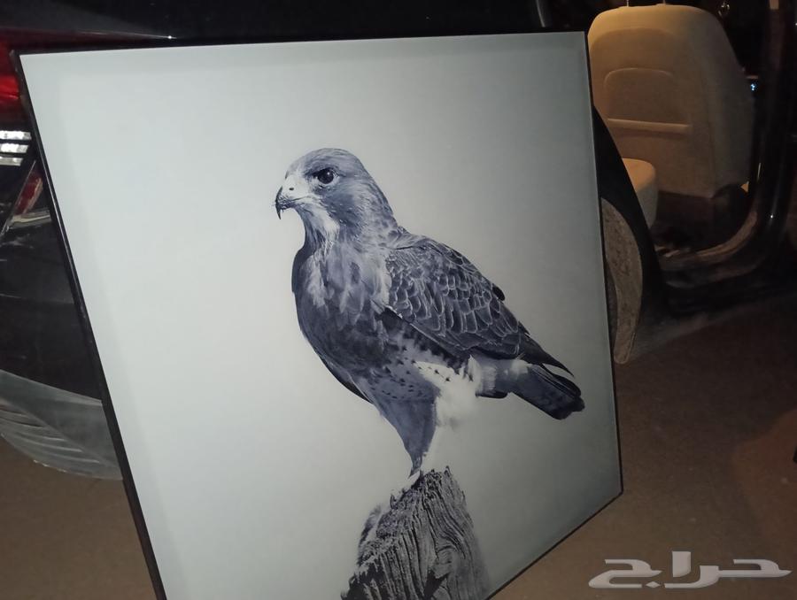 برواز ديكور صقر ومنظر طبيعي64443371478913114