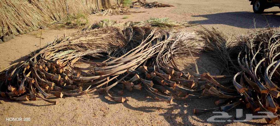 جريد نخل للبيع جيد لجميع الاستعمالات64447256445314111