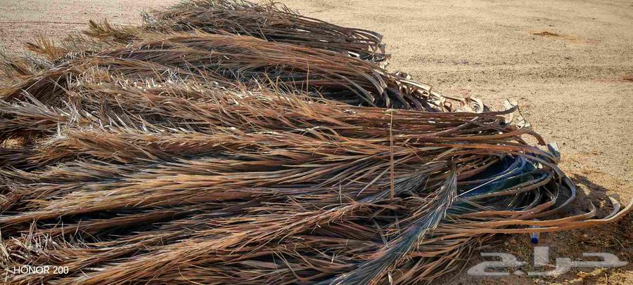 جريد نخل للبيع جيد لجميع الاستعمالات64447256445314112