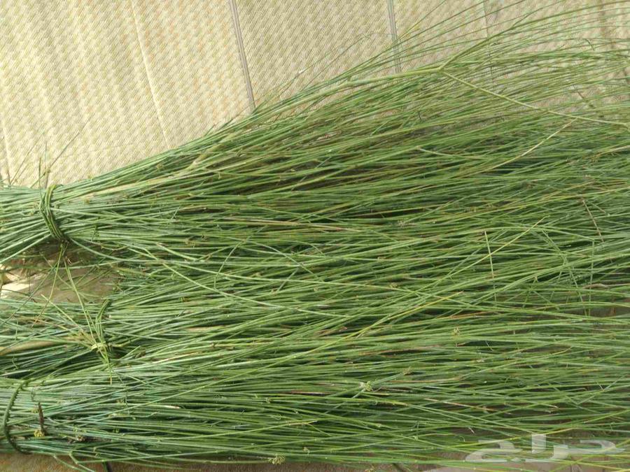 Fresh Jizani dates available daily in Riyadh64446842871683110