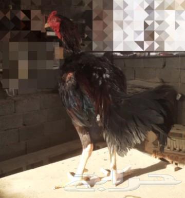 للبيع ديك سندي نسل عم غبشان64443789570818113