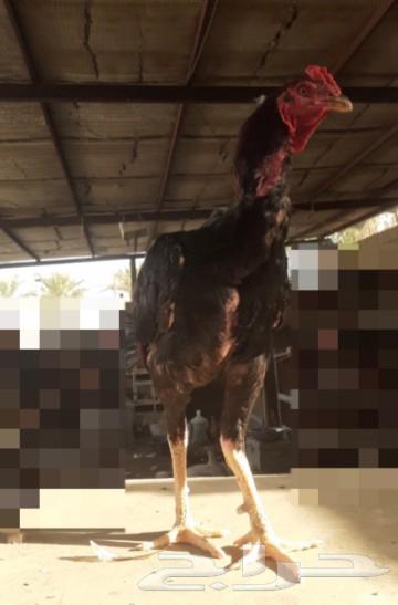 للبيع ديك سندي نسل عم غبشان64443789570818112