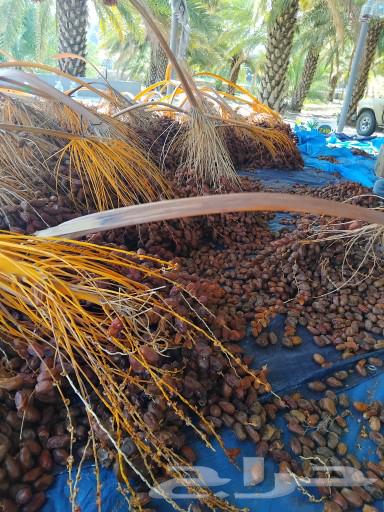 تمر صفري حبه وسط الغالبيه وصغار اللون اشعل64447891244929113