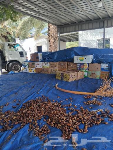 تمر صفري حبه وسط الغالبيه وصغار اللون اشعل64447891244929114