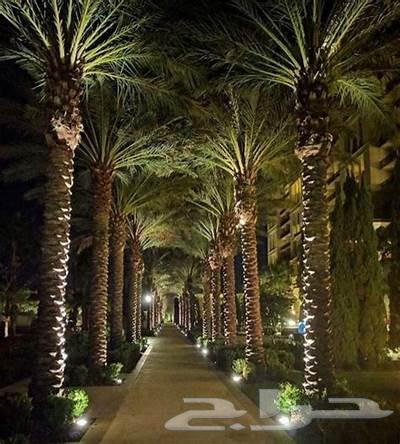 تكريب نخيل وزراعه النخيل العربي والنخيل واشنطن64214576047235110