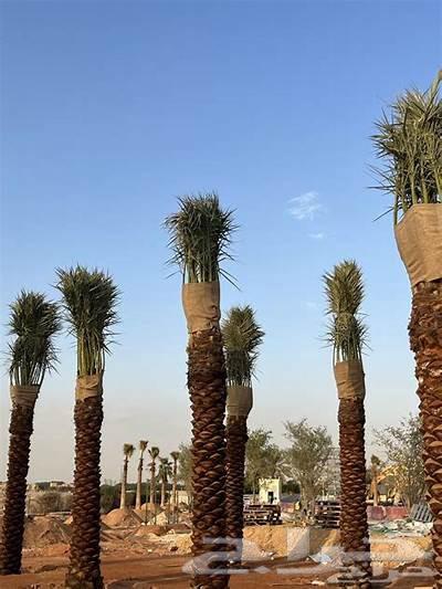 تكريب نخيل وزراعه النخيل العربي والنخيل واشنطن64214576047235113