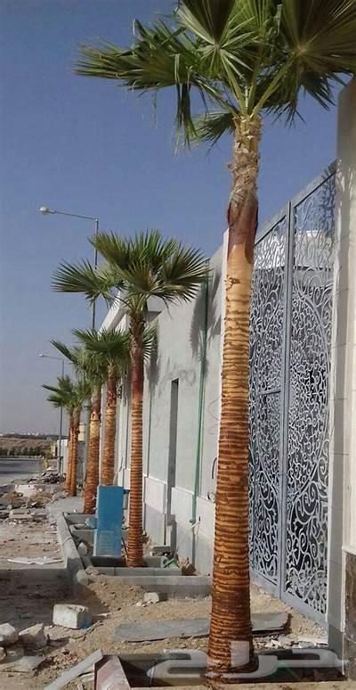 تكريب نخيل وزراعه النخيل العربي والنخيل واشنطن64214576047235114