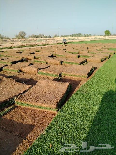 ثيل طبيعي C200064448434313474110