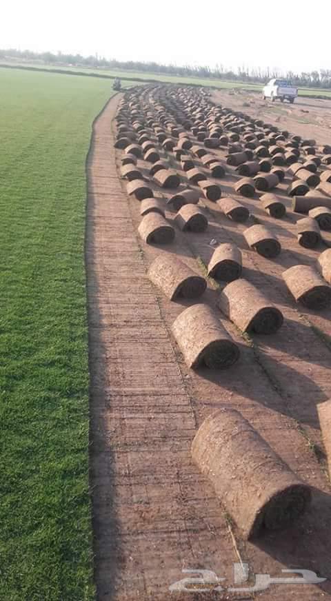 Thil C 2000 pure and natural first grade available with installation and supply within Riyadh and outside Riyadh64443762669315111