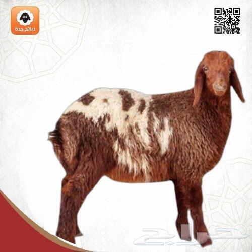 نعيمي كشميري 399 ريال- خروف كشميري - ذبايح مبرده - جده توصيل64444835939843111