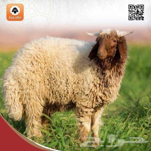 نعيمي كشميري 399 ريال- خروف كشميري - ذبايح مبرده - جده توصيل64444835939843112