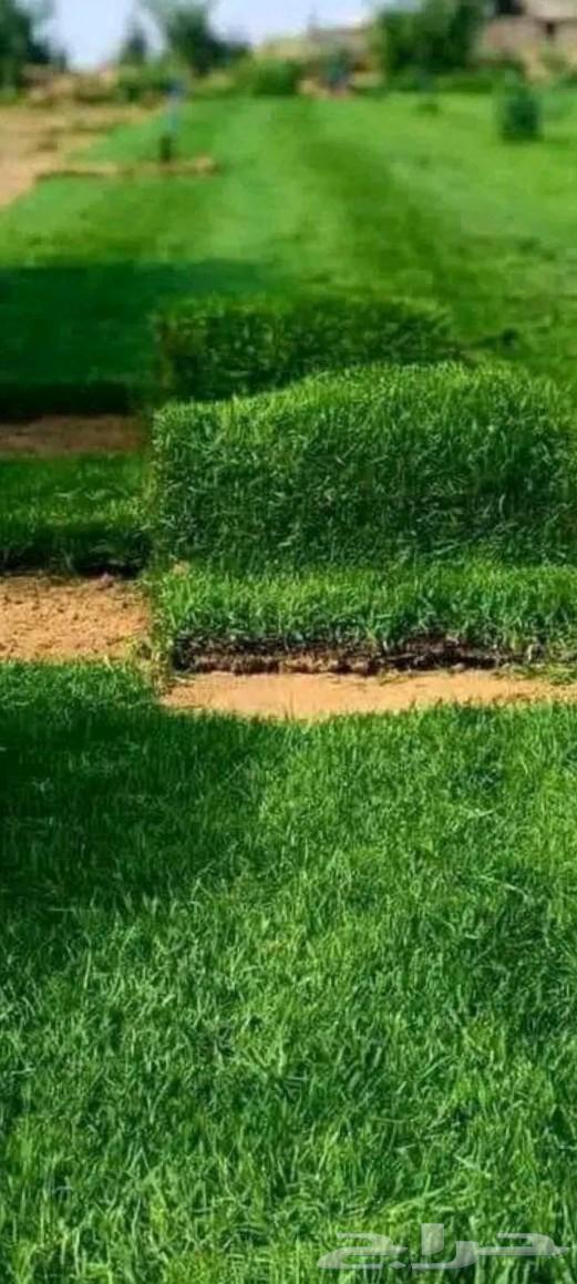 ثيل طبيعي جوده ممتازه مع التوصيل والتركيب64449489481219110