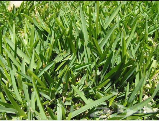 ثيل طبيعي C200064448434313474111