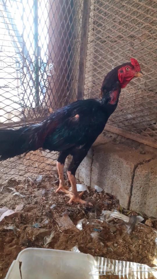 للبيع ديك سندي نسل عم غبشان64443789570818111