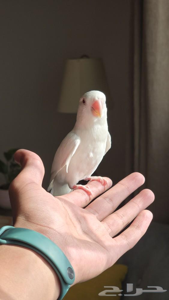 طائر روز البينو عيون حمر اليف مع القفص والأكل64445932982530112