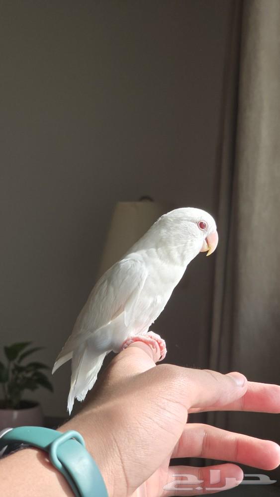 طائر روز البينو عيون حمر اليف مع القفص والأكل64445932982530113