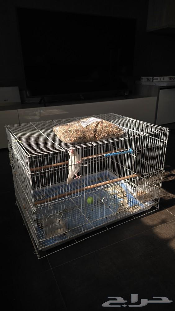 طائر روز البينو عيون حمر اليف مع القفص والأكل64445932982530111