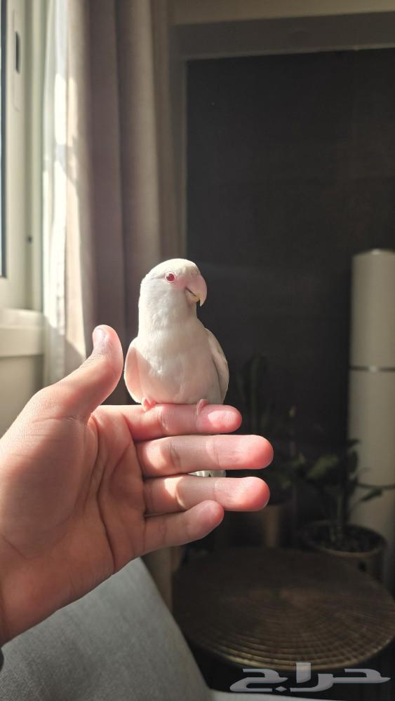 طائر روز البينو عيون حمر اليف مع القفص والأكل64445932982530110