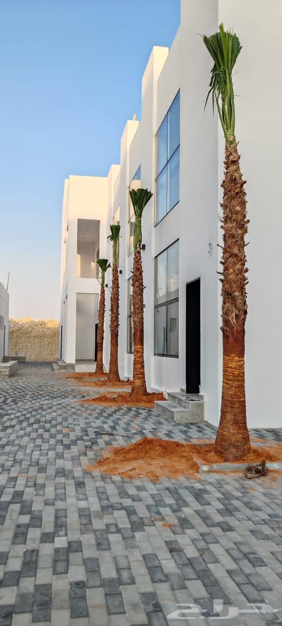 Date palms for sale, Sukkari, Sagai, Magdool, Amber, Shahal, Ajwa, Maktomi and Nana Ghur64442719827073114