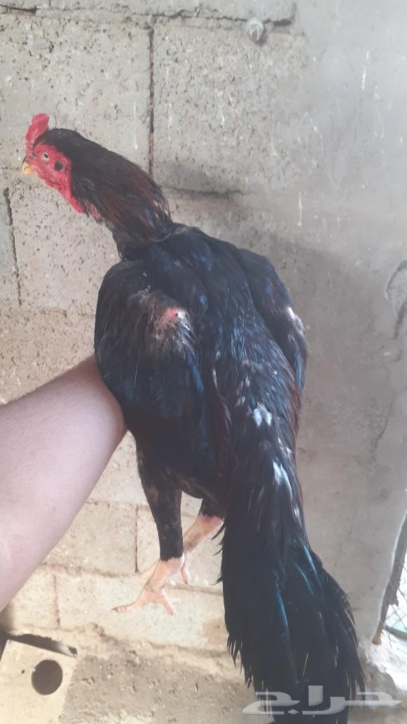 للبيع ديك سندي نسل عم غبشان64443789570818114