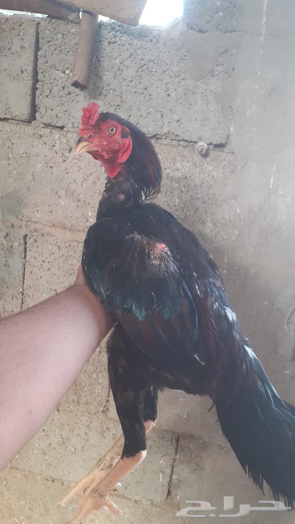 للبيع ديك سندي نسل عم غبشان64443789570818110