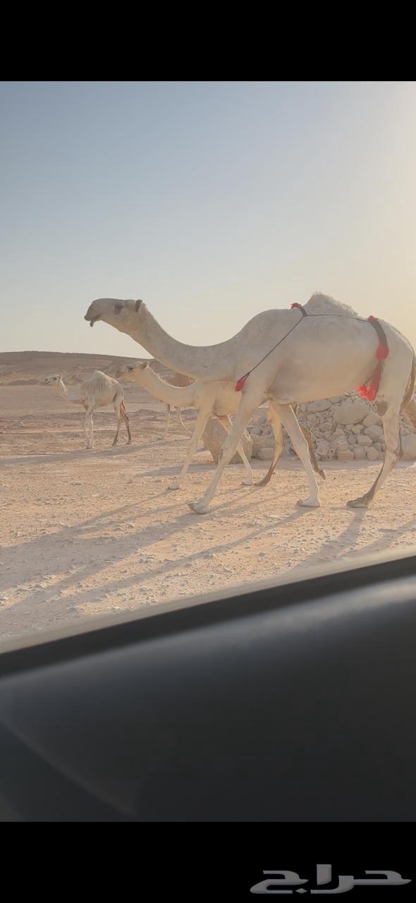 Khalfat Bakr Ruba'i Kafu64446216528513110