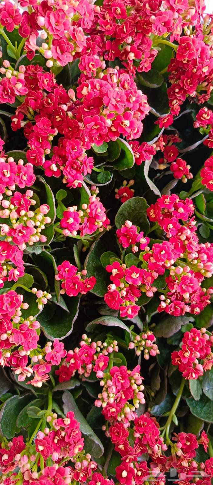 مشتل زهور وتايل صناعي64448341507201111