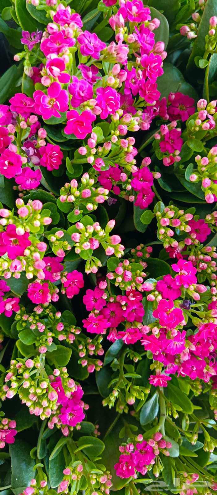 مشتل زهور وتايل صناعي64448341507201110