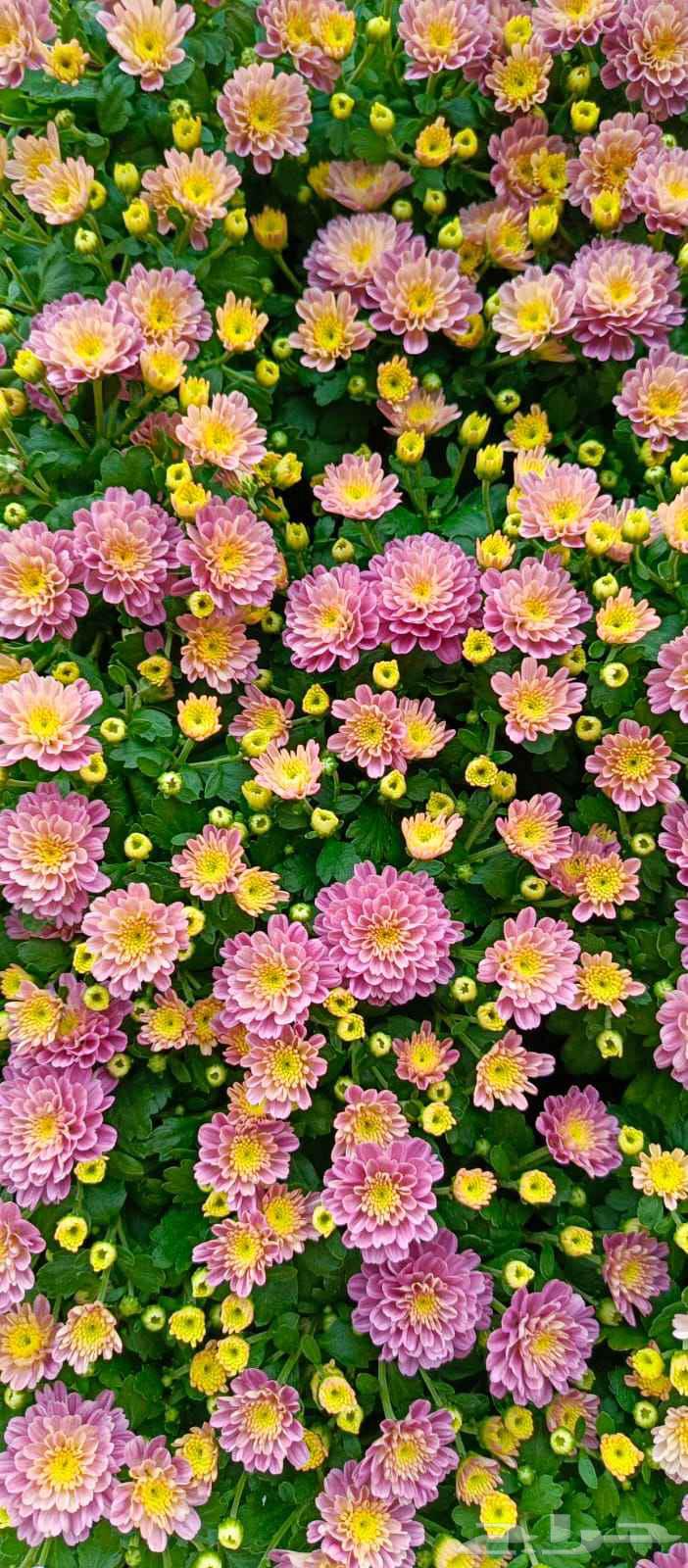 مشتل زهور وتايل صناعي64448341507201114