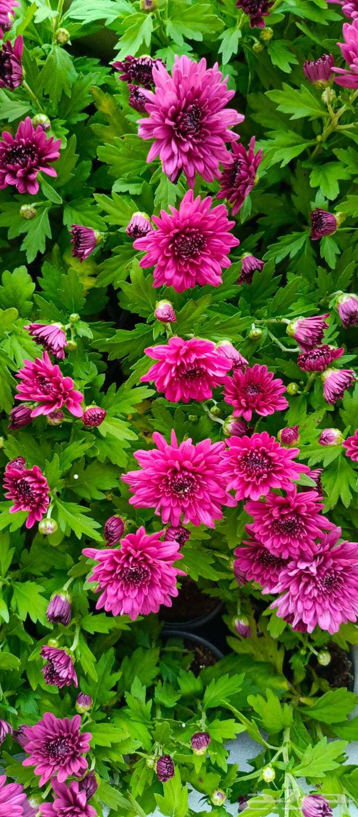 مشتل زهور وتايل صناعي64448341507201113