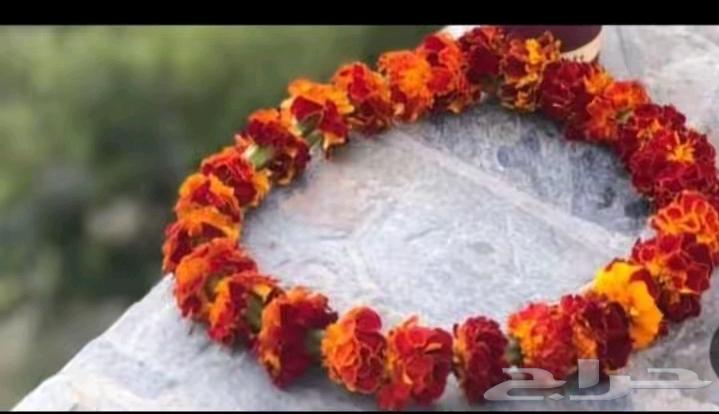 توزيعات_اساورفل اطواق_فل جنوبي  يوم_الوطني محل فل64443762646401110