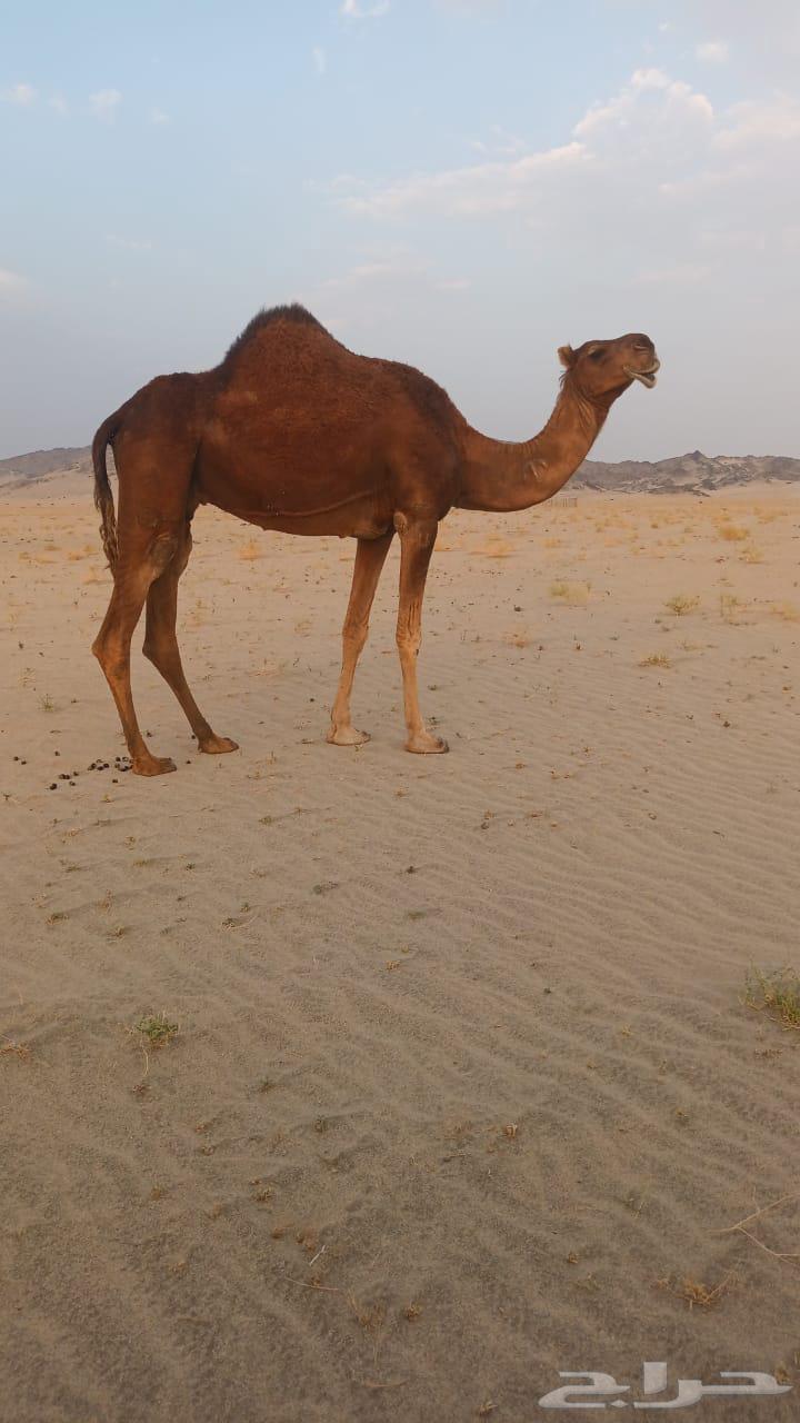 ناقه حمرا دم باكستانيه تم البيع64449448777601111