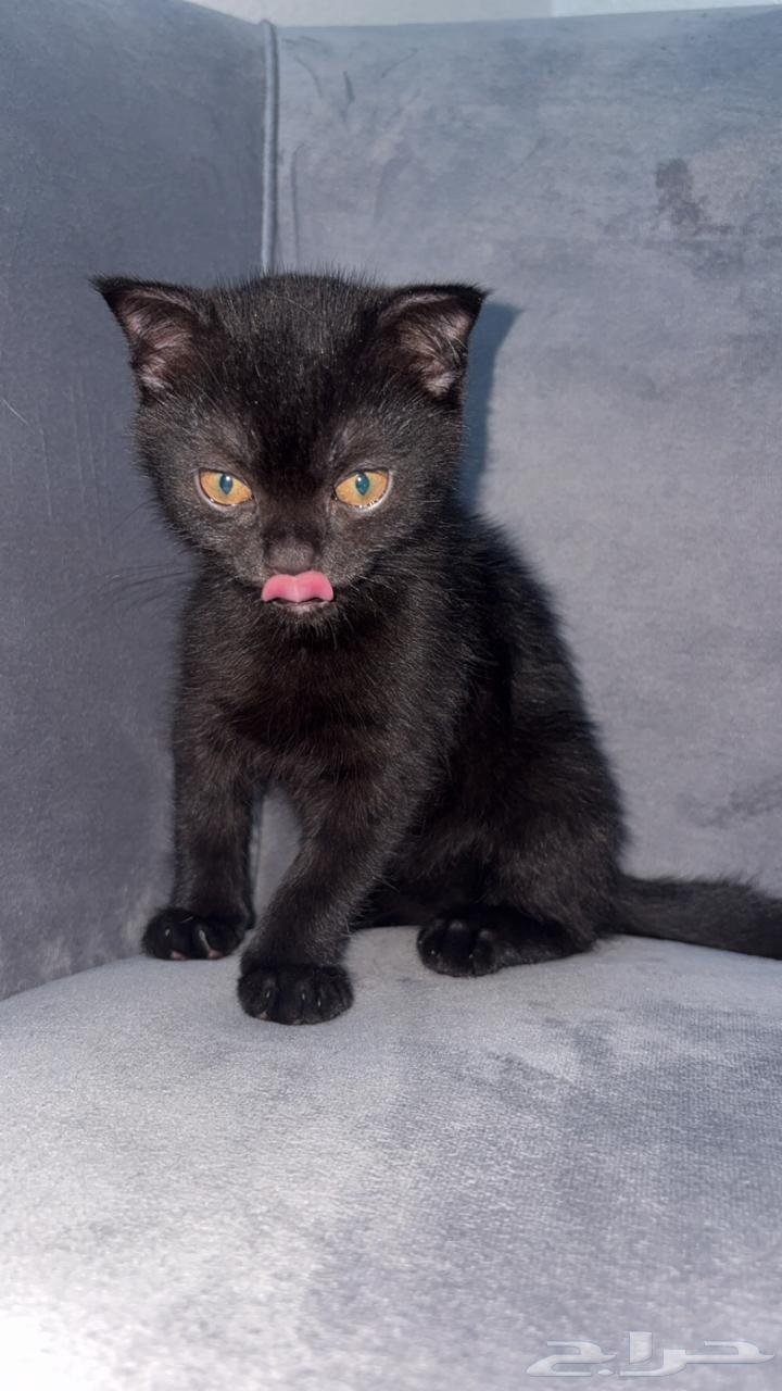 قطط كتن سكوتش للبيع64445336969091111