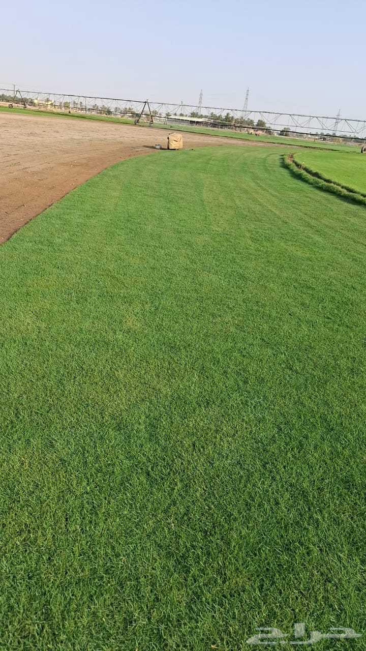 ثيل طبيعي C200064448434313474114