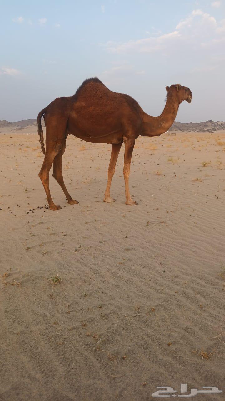 ناقه حمرا دم باكستانيه تم البيع64449448777601110