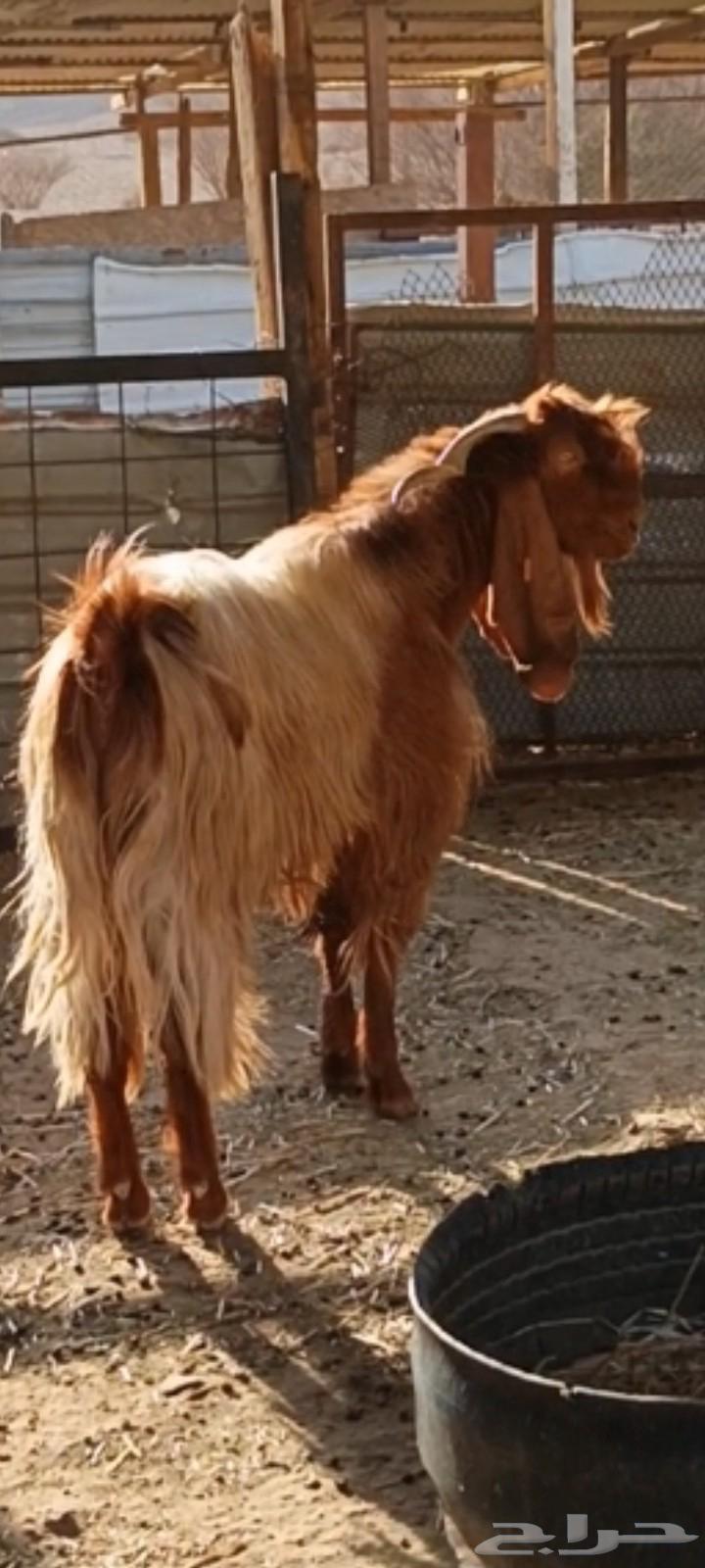 تيس قبرصي فحل. قبرصيات64444338649858110