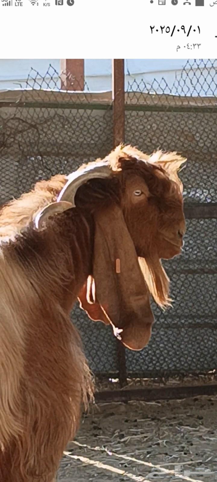 تيس قبرصي فحل. قبرصيات64444338649858111