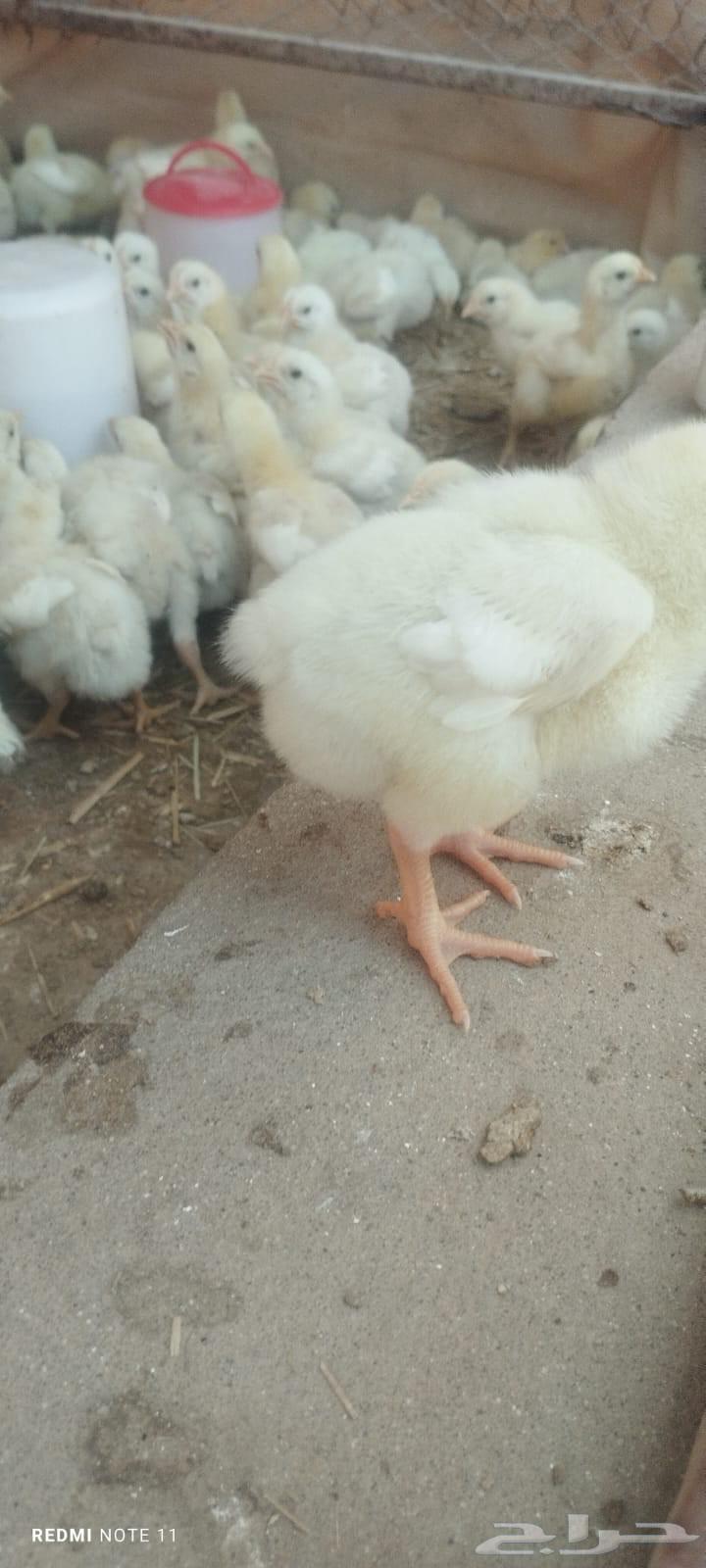 Meat sauce64447415512323110